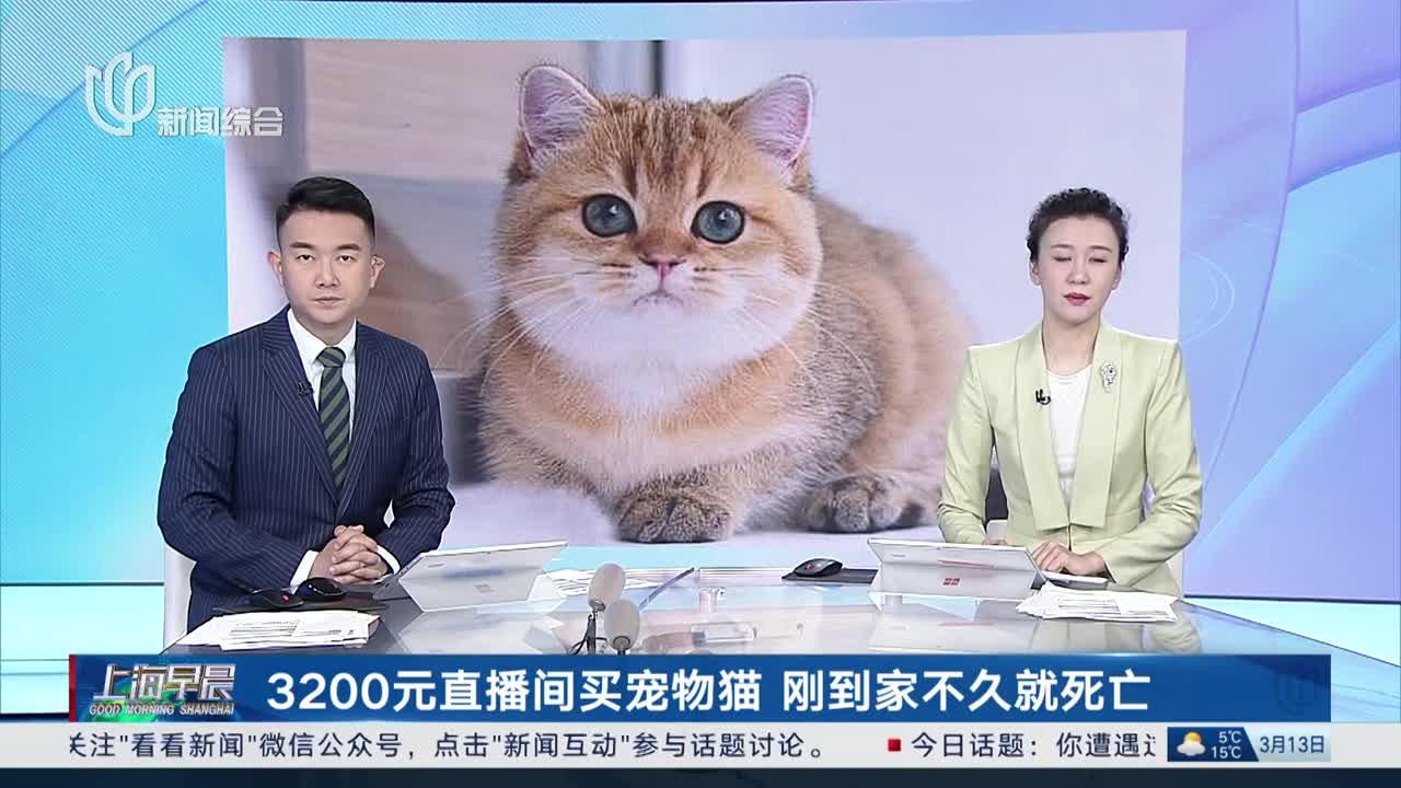 3200元直播间买宠物猫 刚到家不久就死亡