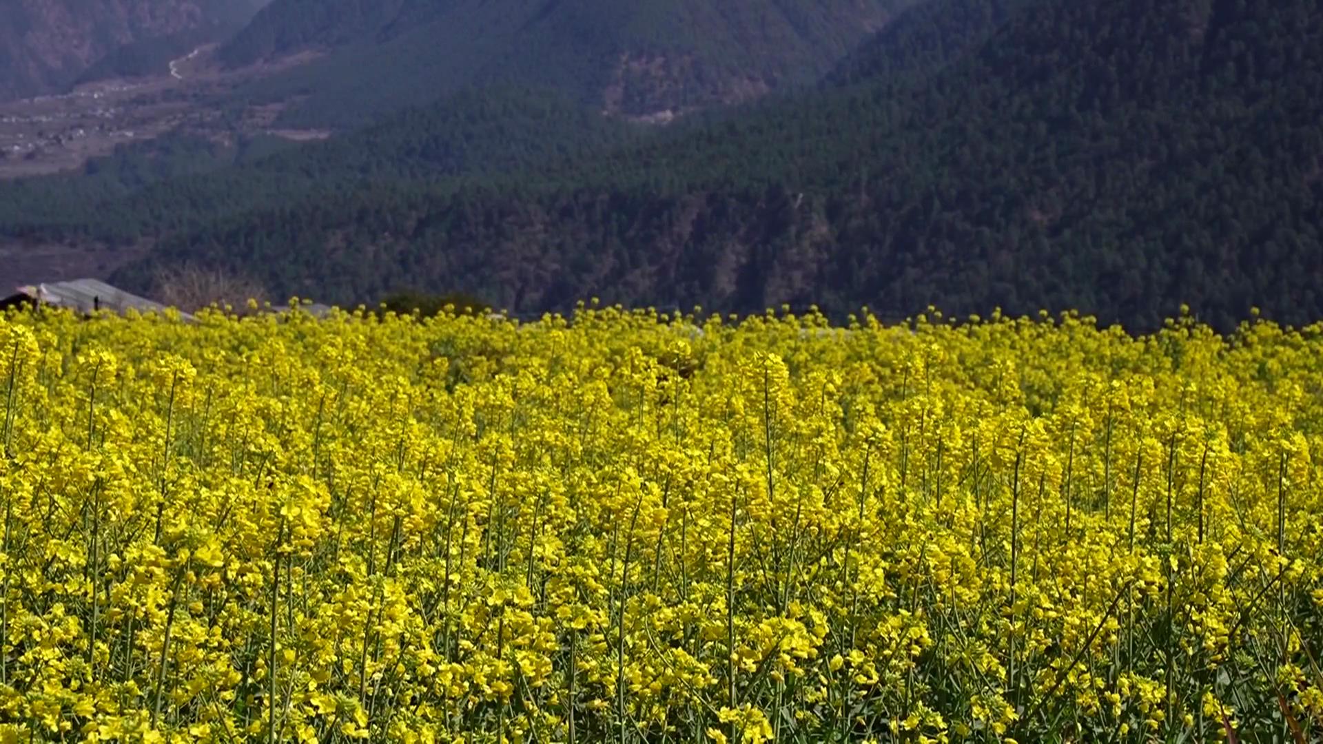 西藏察隅:稻油轮作效益高 乡村振兴绘新景_新浪财经_新浪网