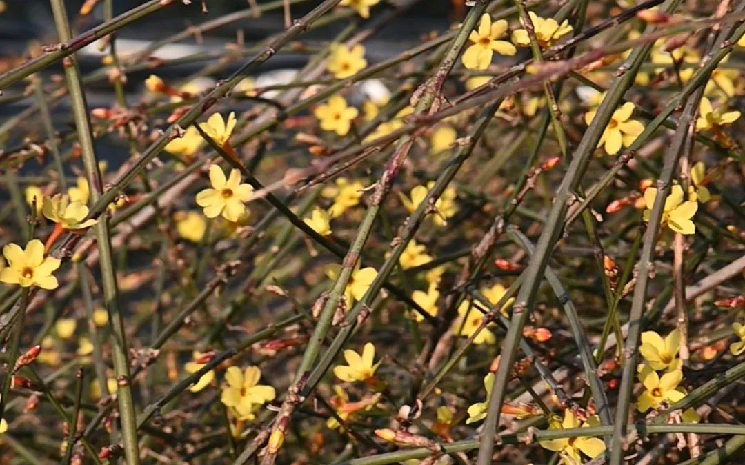 春花初绽,北京市属公园春游赏花活动提前看|北京市_新浪财经_新浪网