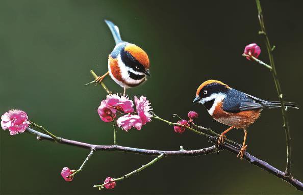 雀梅争春(摄影)_新浪财经_新浪网