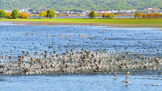 拉市海国际重要湿地 图片来源:云南日报