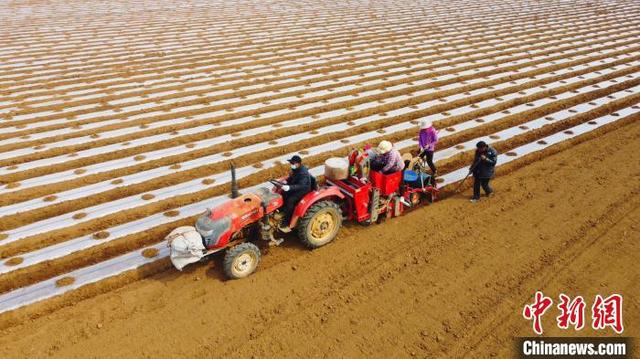 山东枣庄:春耕时节 机械覆膜种土豆