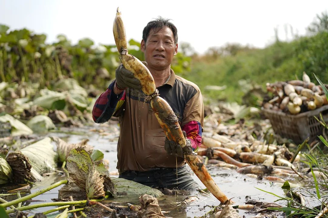 挖藕人从当年9月工作到次年4月.受访者供图
