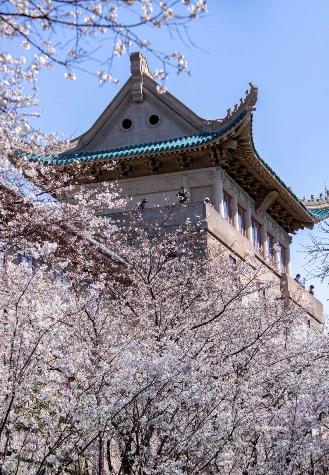 位于东湖磨山景区南麓,占地260亩,与日本青森县的弘前樱花园,美国的