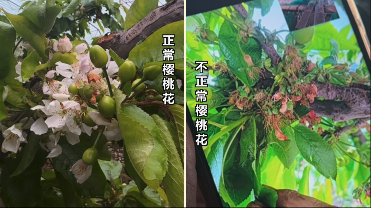 假农药致樱桃树大量落果减产,记者暗访假农药"黑作坊"→|农药_新浪