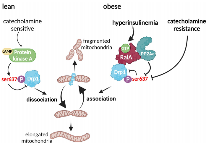 科学家揭示导致肥胖的新秘密正研发代谢功能障碍靶向疗