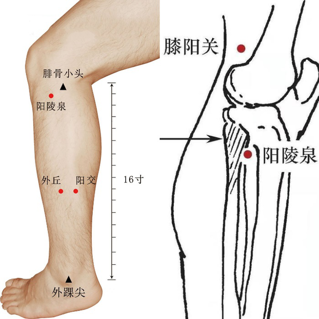 阳陵泉位置图图片