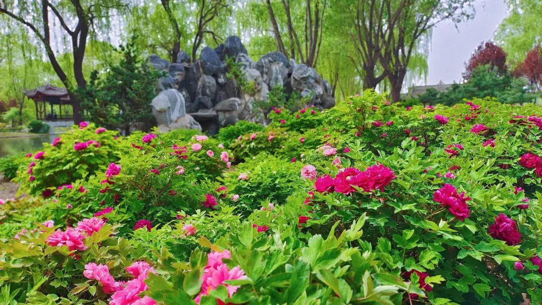 石家庄植物园花期预告!紫叶李,碧桃,郁金香