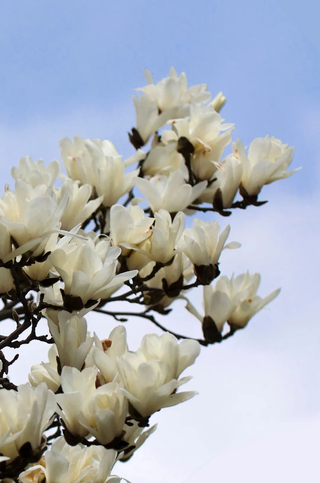 【探索】 "市花"白玉兰绽放,快来这些点位观赏吧