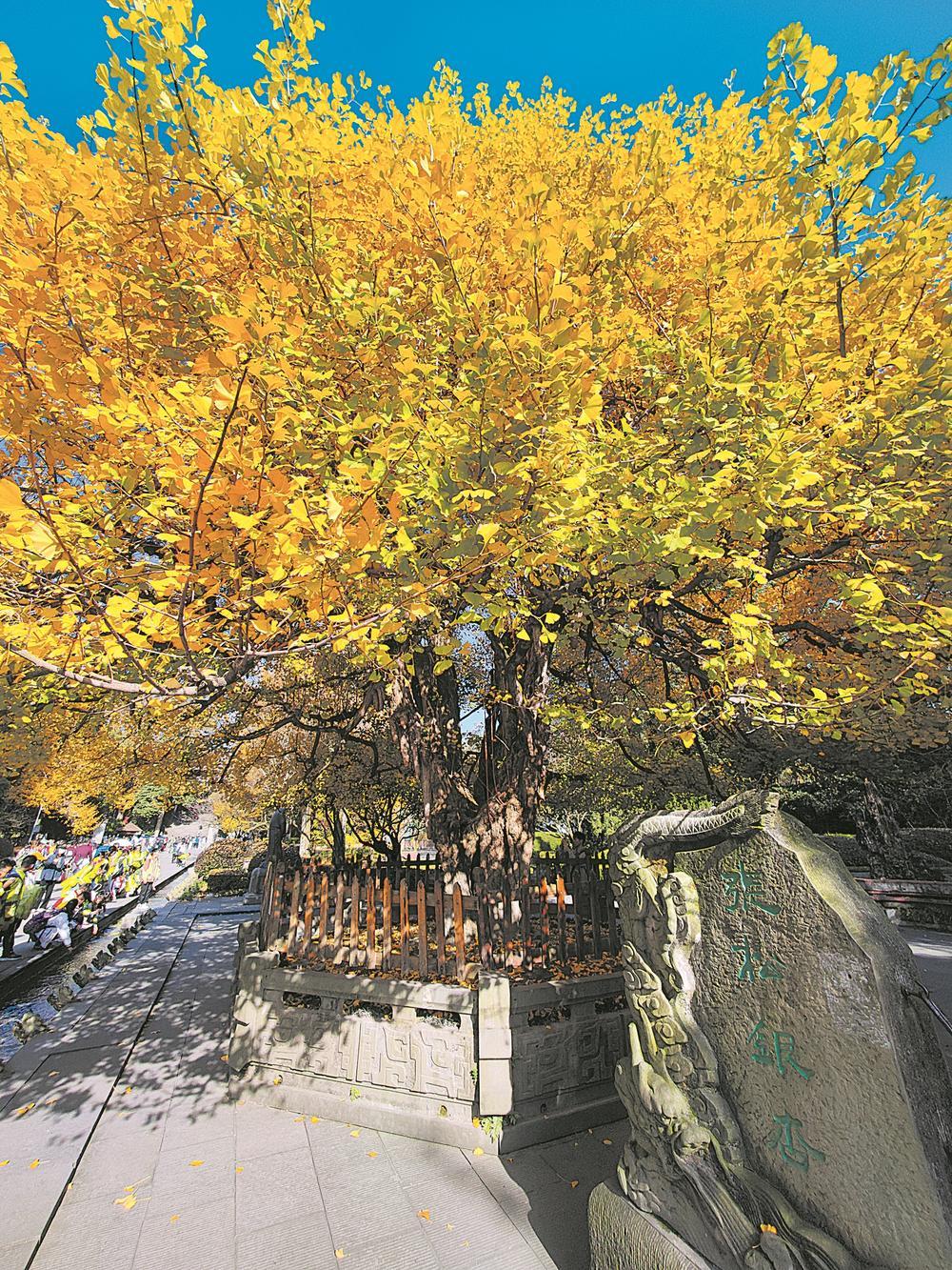 离堆公园"张松银杏" 三挪而活1800年