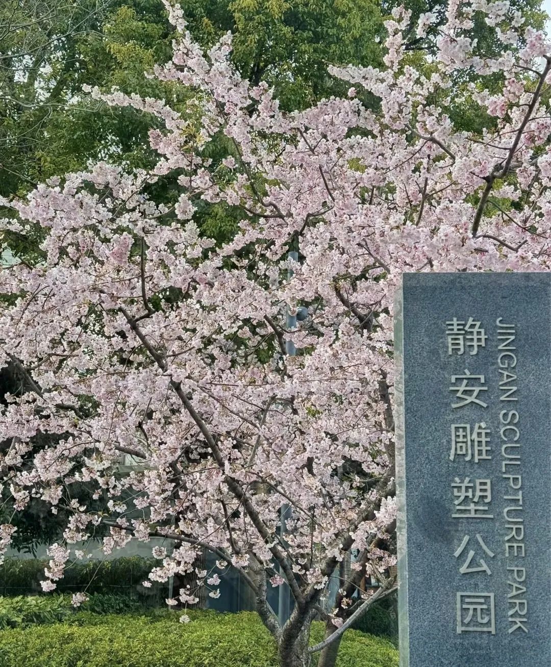 粉,蓝,红,紫,黄……春天临近,快去打卡彩色申城吧→|樱花_新浪财经