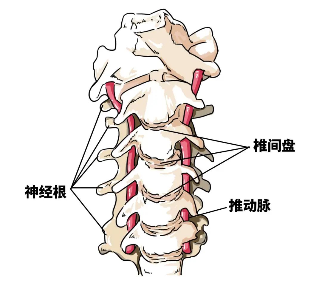 【健康】颈椎间盘,为何你如此突出?