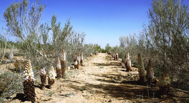 梭梭接种的肉苁蓉喜获丰收.