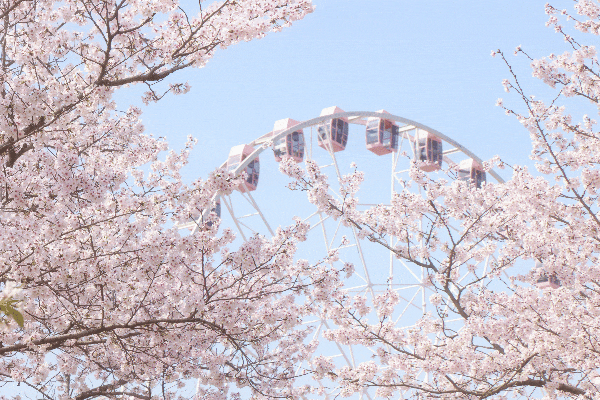 粉,蓝,红,紫,黄……春天临近,快去打卡彩色申城吧→|樱花|上海市_新浪