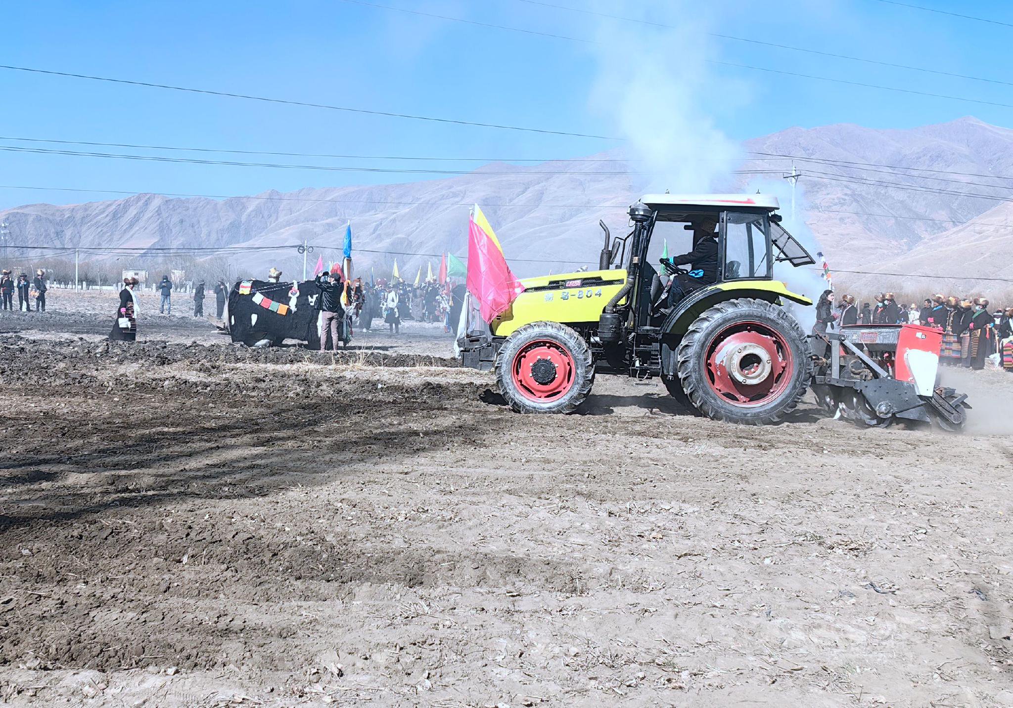 3月16日,山南市扎囊县春耕春播开耕现场,牦牛声,农机声,劳动号子声