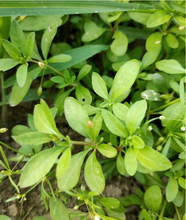 凹脉丁公藤凹脉丁公藤,是九来龙的别称,是一种木质藤本植物,幼枝稍被