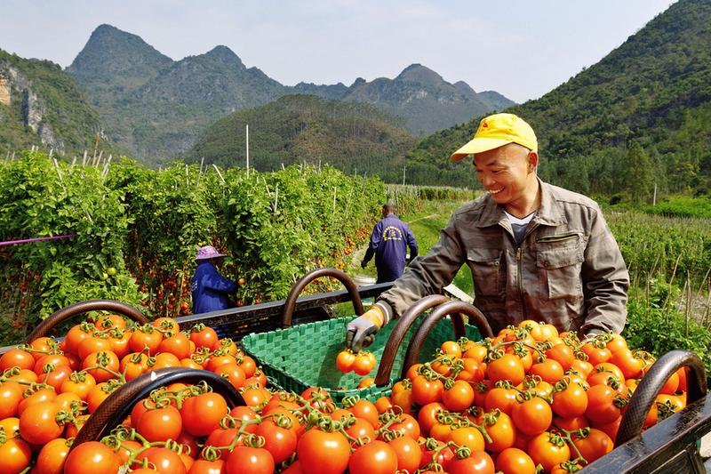在武鸣区太平镇林琅村,种植户将采摘的西红柿装车