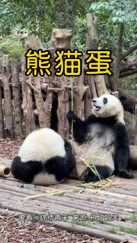 晚安!花花向妹妹撒娇的方式——变成一颗熊猫蛋,🥚(桃子奶芙)|桃子|熊猫_新浪新闻