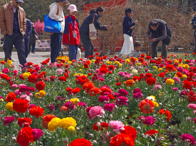 日坛公园这片"洋牡丹"吸引游客观赏_新浪财经_新浪网