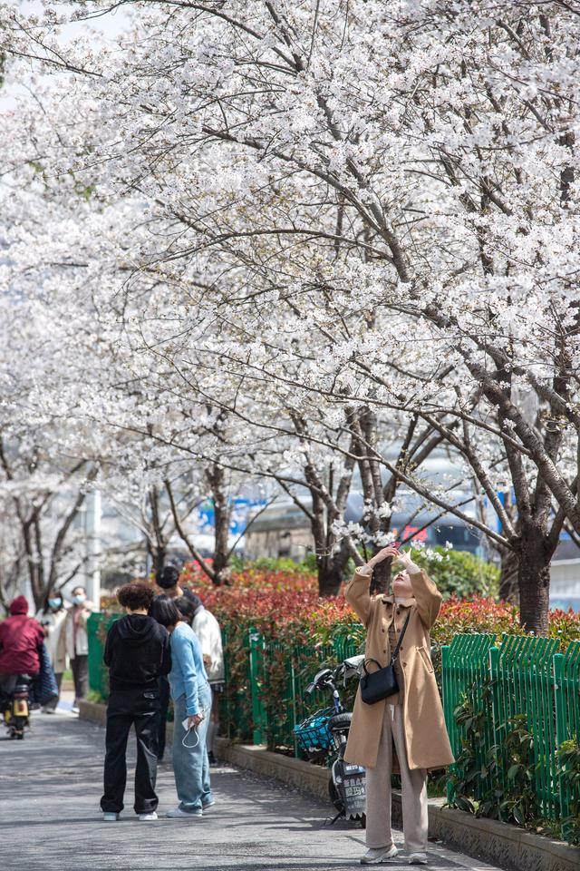 请查收春日限定色卡!当春花遇上中式美学,或许你也心动?