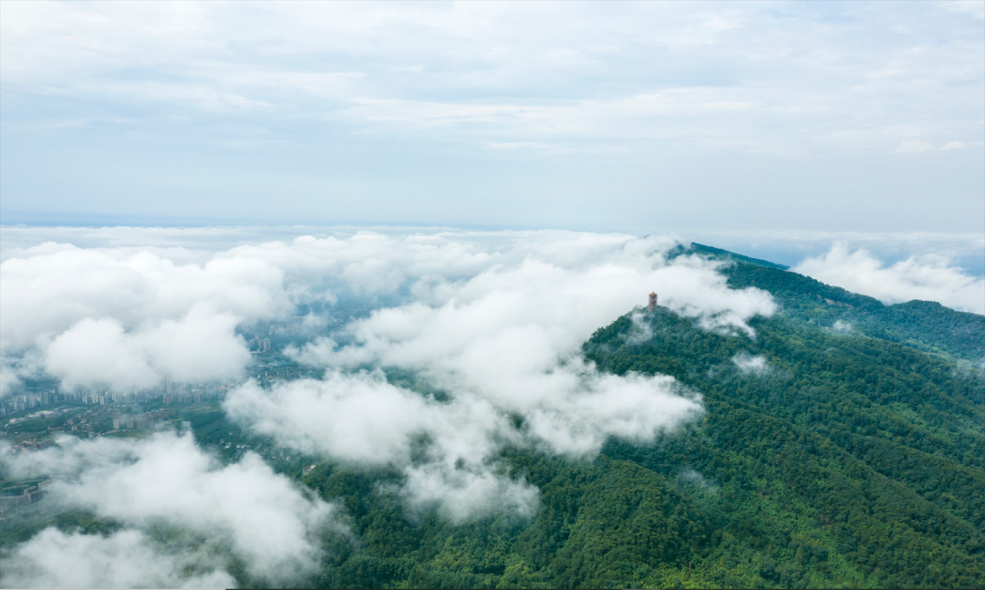 这些小可爱,刷新缙云山新记录!