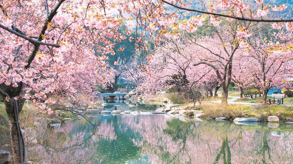 花经济 玩出新花样|樱花_新浪财经_新浪网