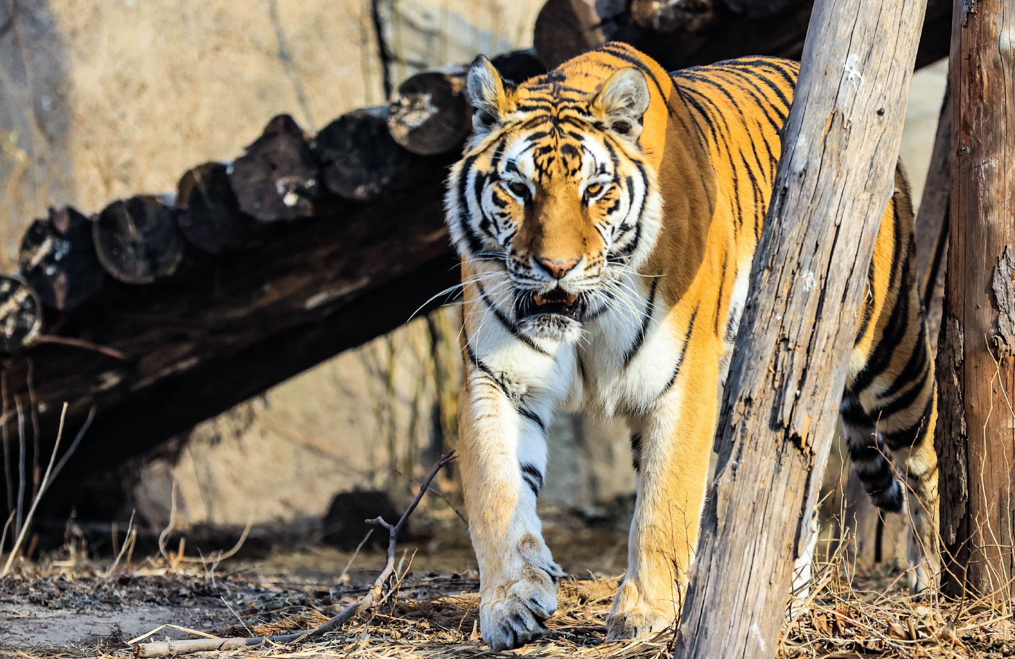 动物印象丨今日份的狮虎山日常更新_新浪财经_新浪网