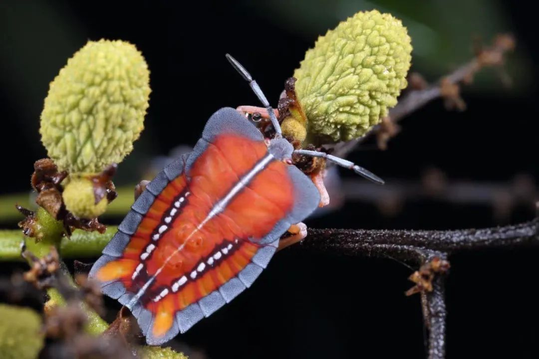 荔枝蝽该名录参考六足总纲最新分类系统进行编纂,包括原尾纲,弹尾纲