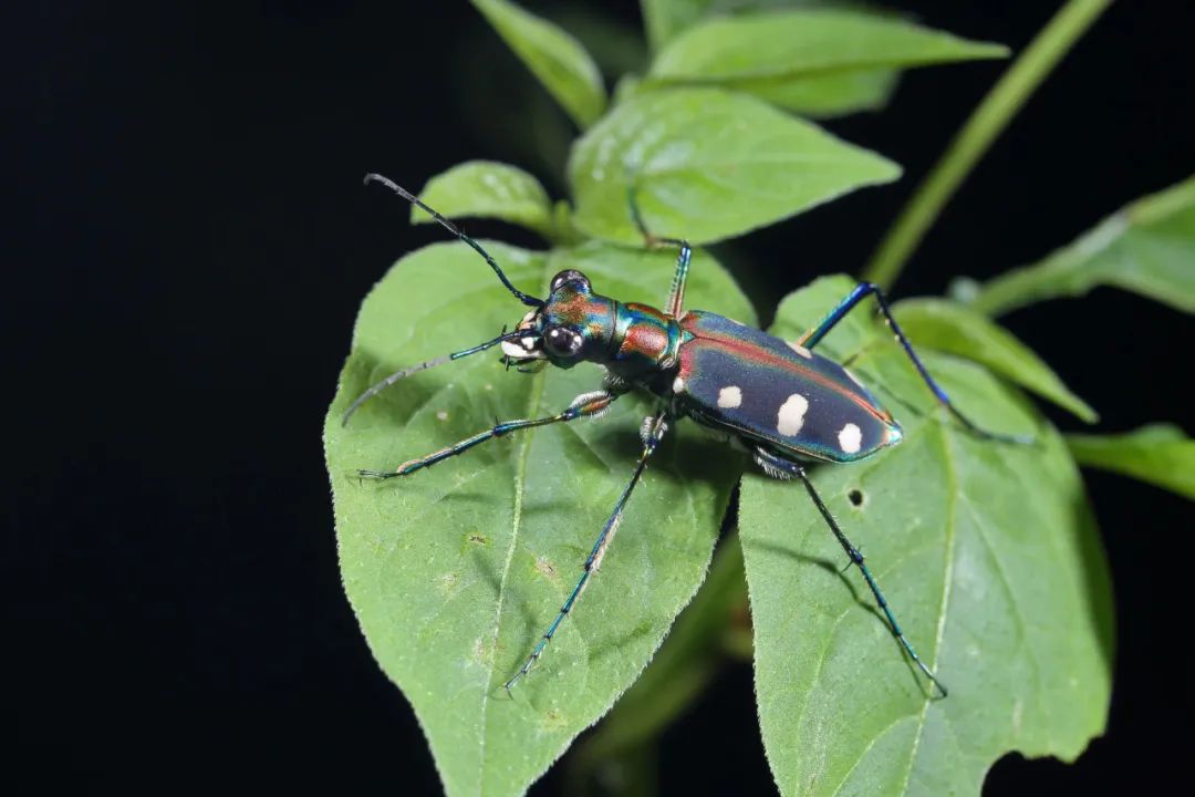 广东首份昆虫名录发布|广东省_新浪财经_新浪网
