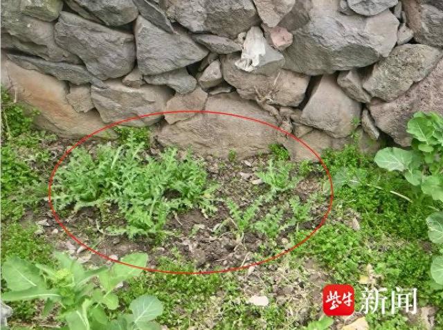 罂粟苗"撞脸"蔬菜 民警一眼识破彻底铲除_新浪财经_新浪网