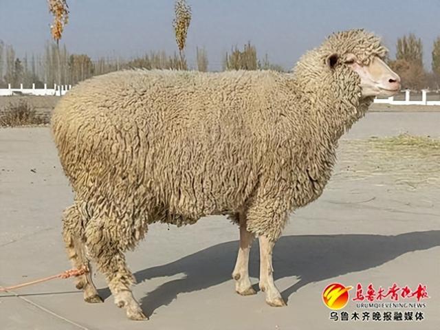 新疆再添一项国家级新品种细毛羊|新疆_新浪财经_新浪网
