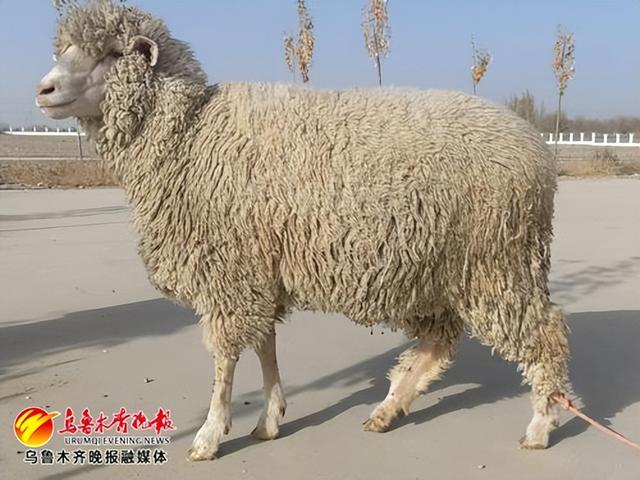 新疆再添一项国家级新品种细毛羊
