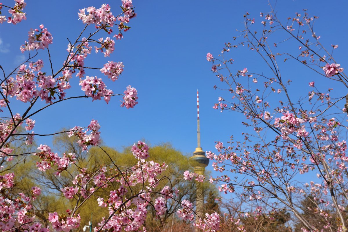 北京:玉渊潭公园樱花暨春花观赏季开幕