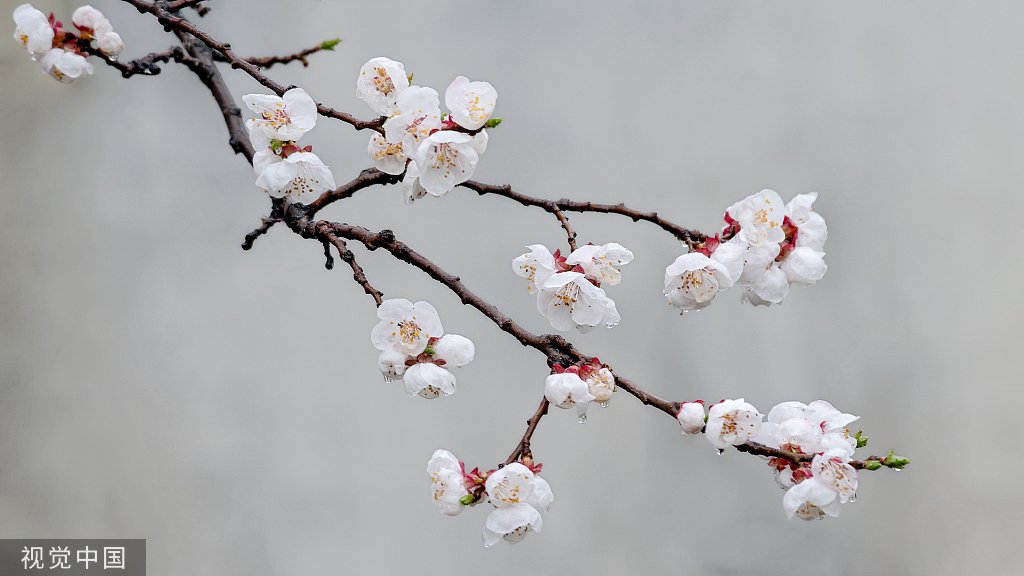 杏花同样是南宋诗人,叶绍翁的《游园不值》我们也很熟悉:应怜屐齿印