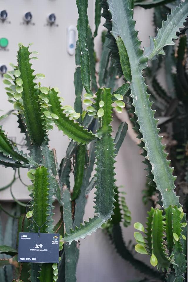 燕都新趣|温室带"龙"植物奇趣多,龙舌兰一生只开一次花_新浪财经_新浪