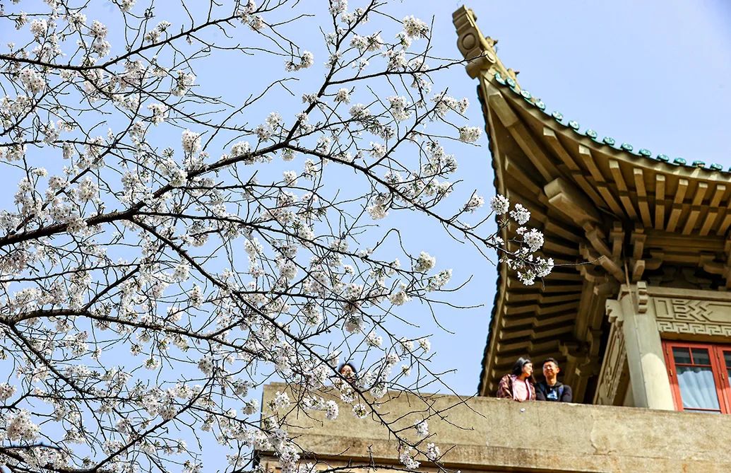 2024年3月19日,武汉大学校园里樱花已经大面积盛开,两位年轻人在武大
