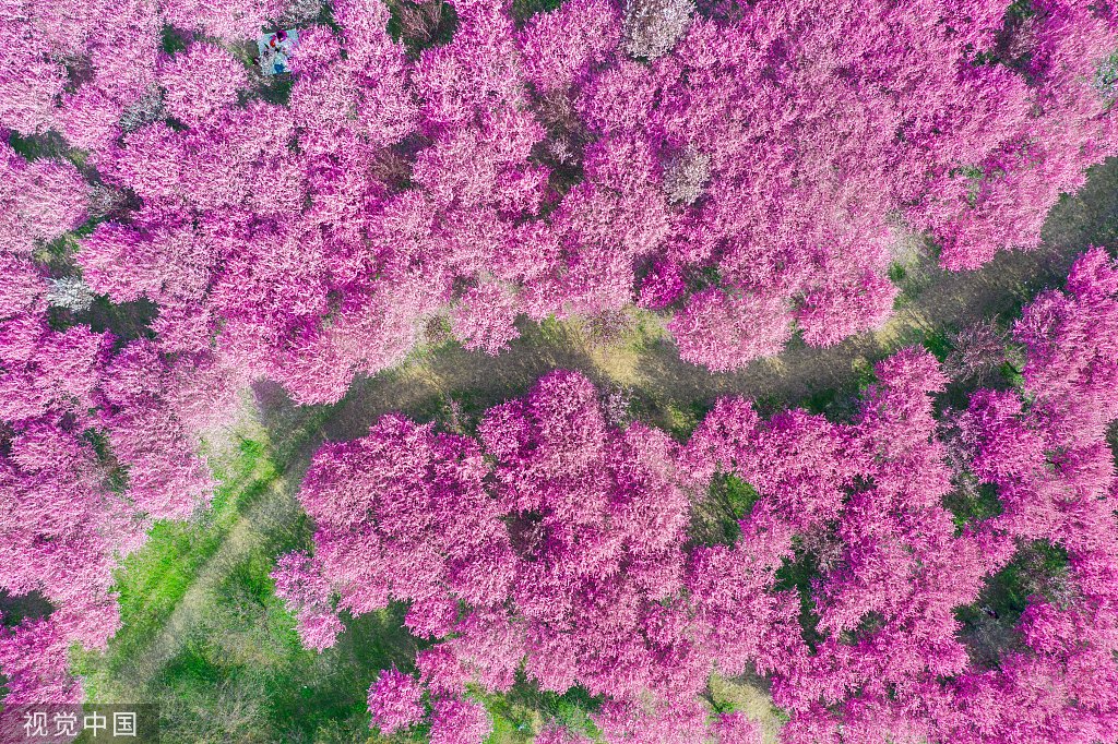 桃花林&nbsp; 本文图片:视觉中国