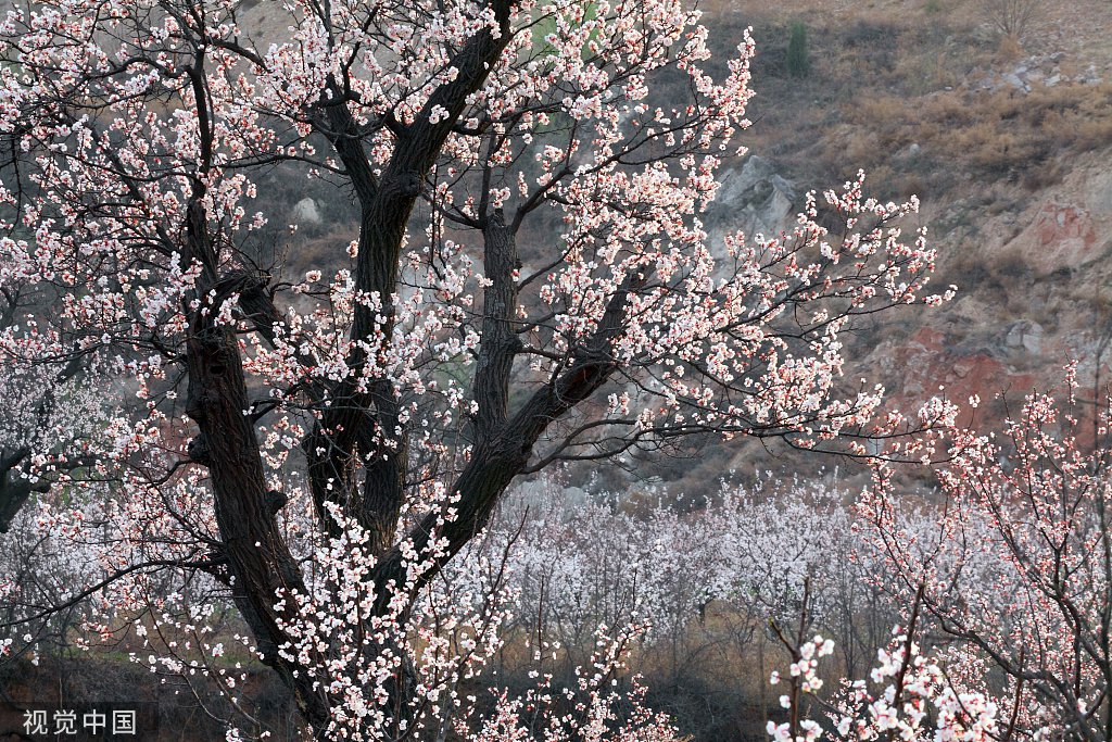 春分,花的烂漫时节_新浪财经_新浪网