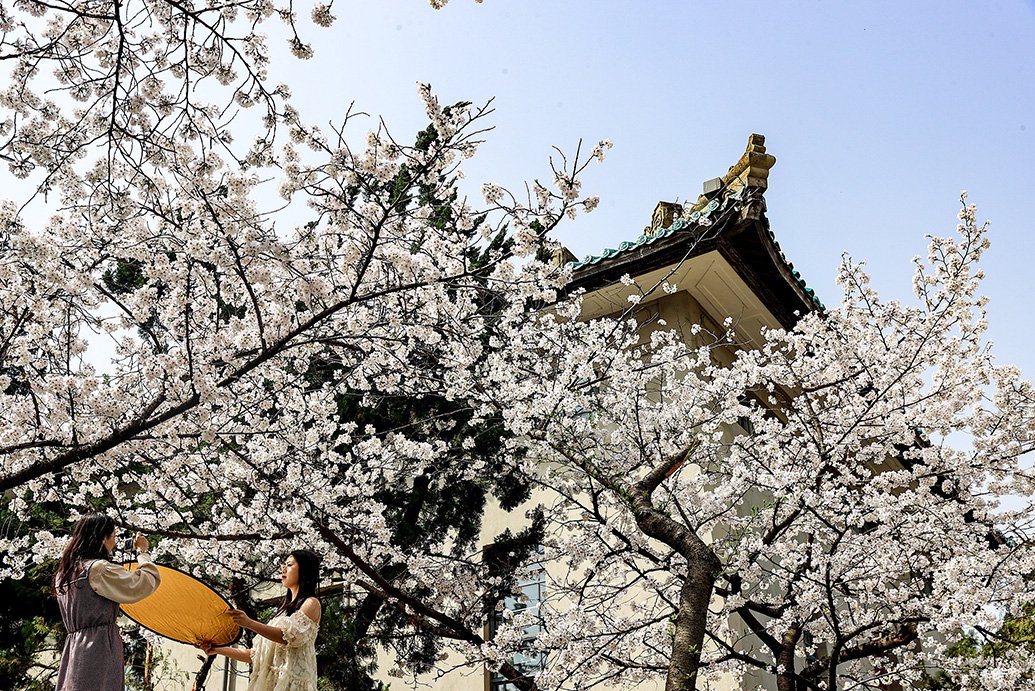 2024年3月19日,武汉大学校园里樱花已经大面积盛开,游客在盛开的樱花