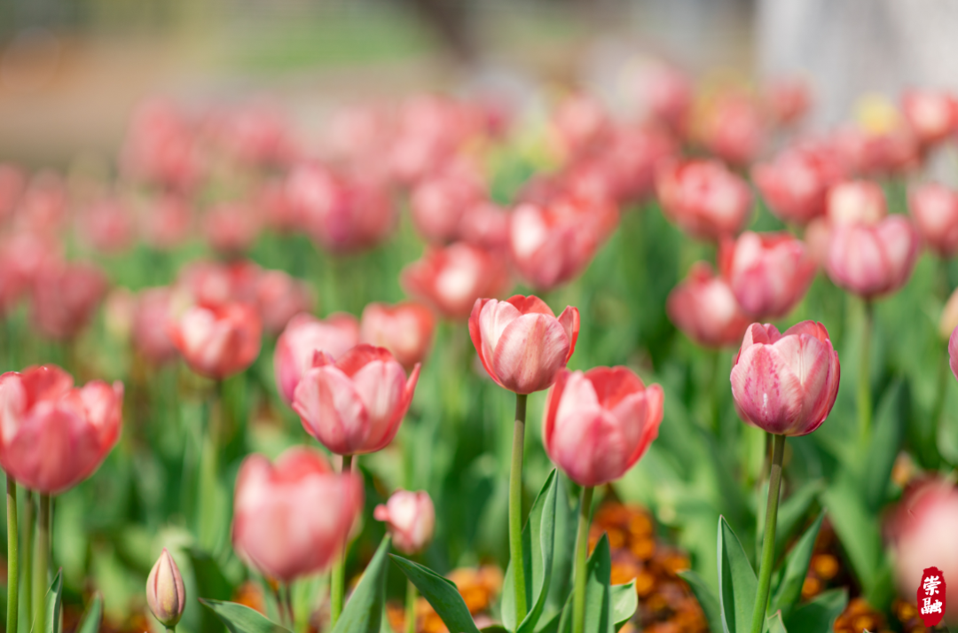 这样进园还可免票→|郁金香_新浪财经_新浪网