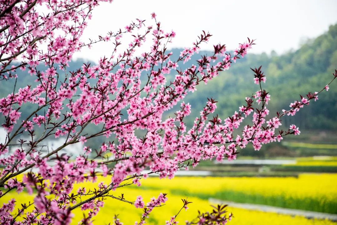 灵山景区桃花