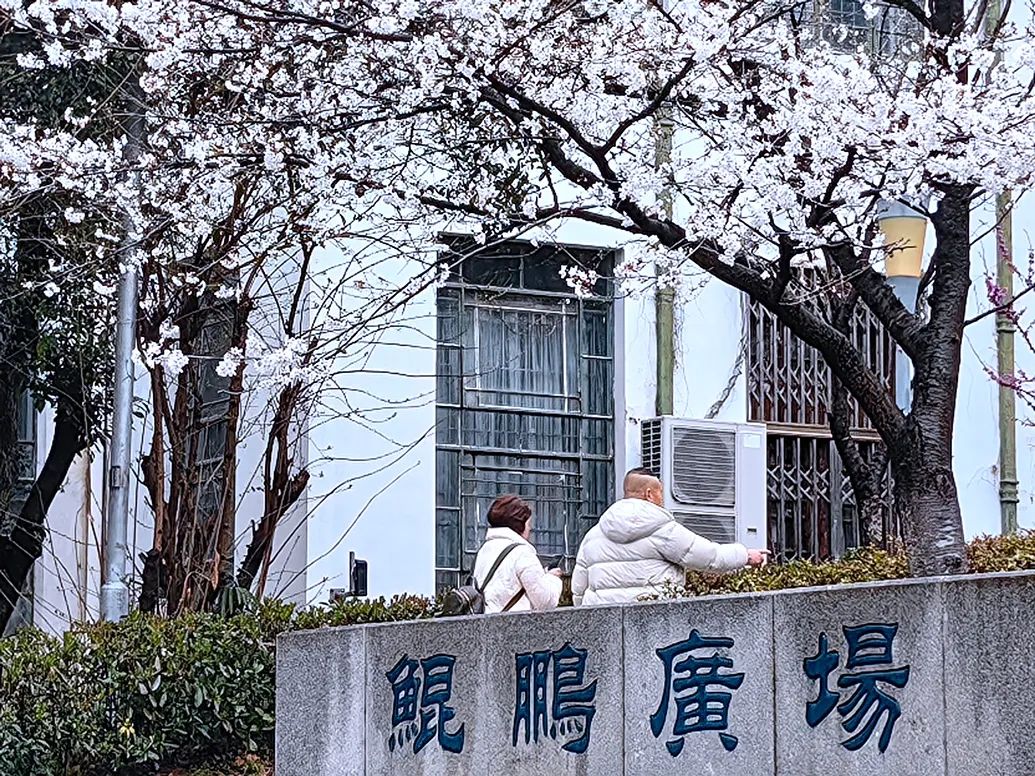 2024年3月18日,武汉大学樱花盛开,众多市民和外地游客慕名而来,冒雨进