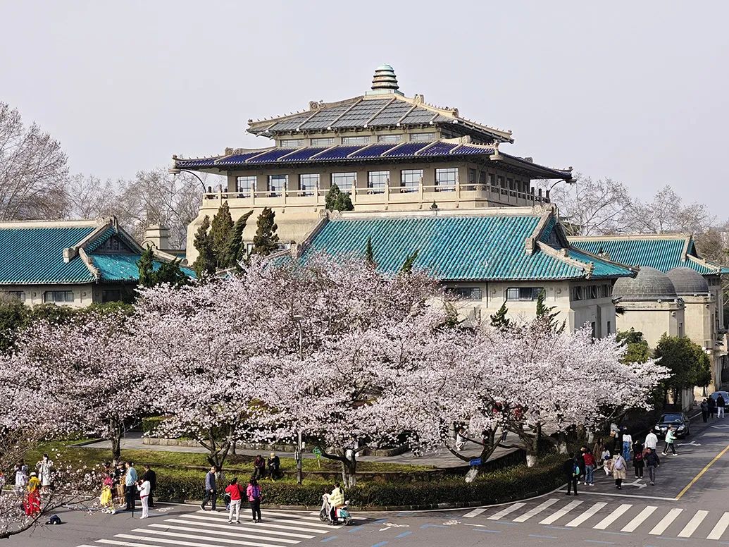 2024年3月19日,武汉大学校园内近3000株樱花开放与校内古建筑相映成辉