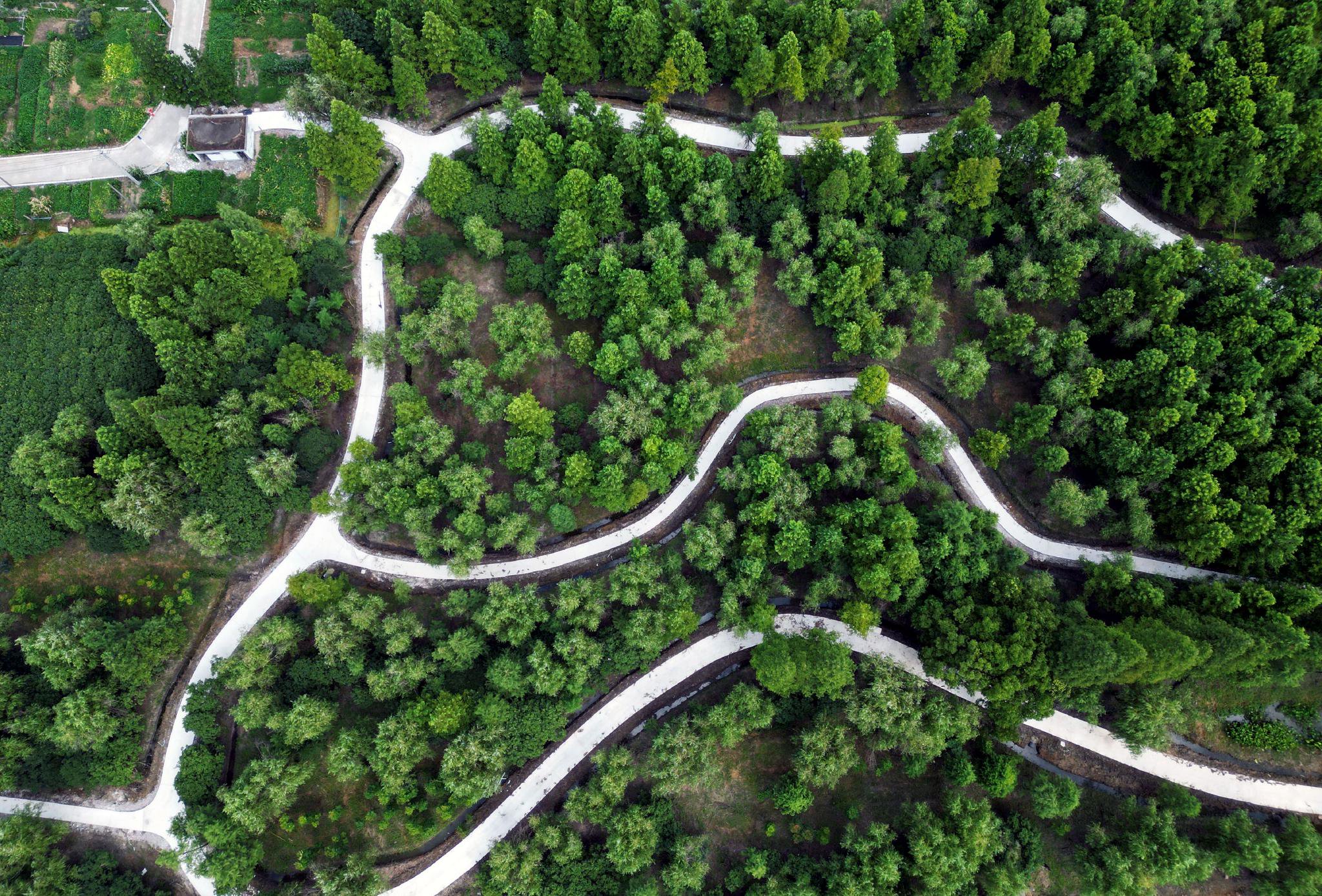 青浦区练塘镇东厍村林地.东厍村供图