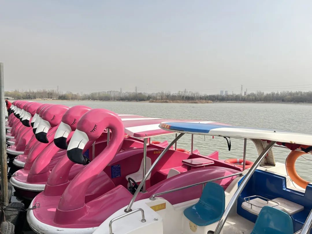 赏春游船好去处,北京南海子公园游船码头开放啦|北京市_新浪财经_新浪