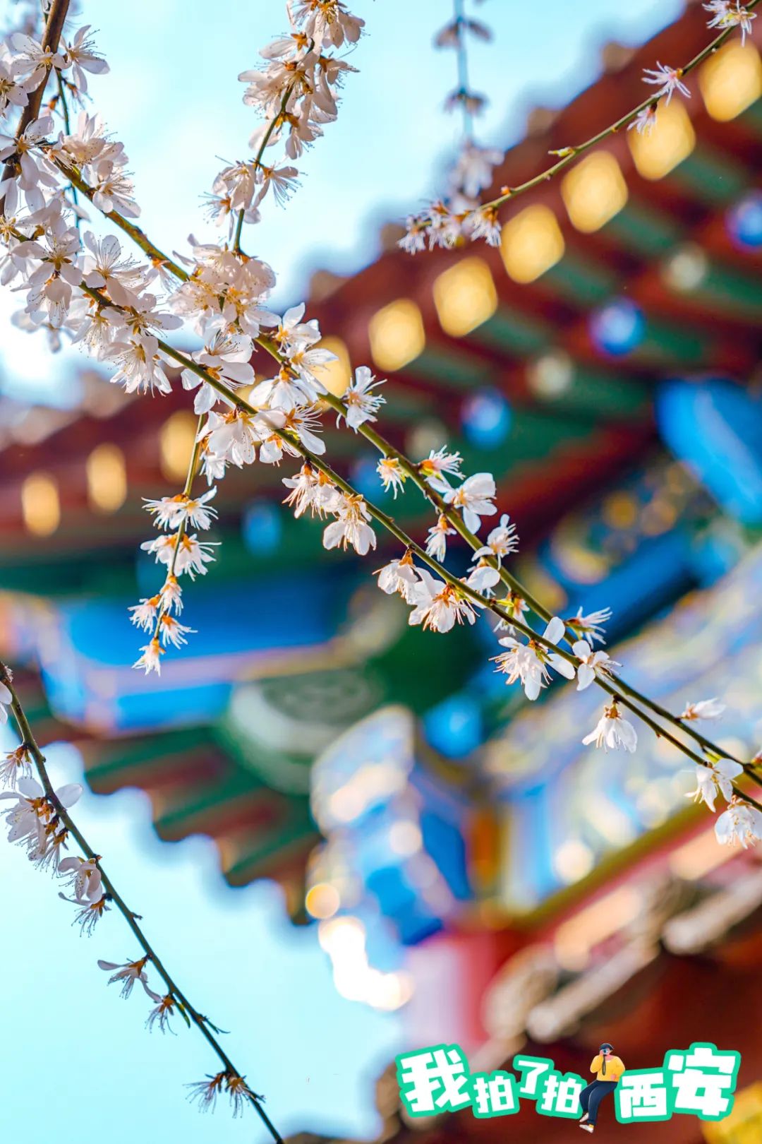 春花绽放枝头,共惜好春光.(西安发布签约摄影师@machi)