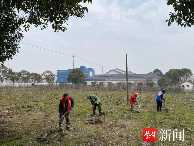常熟市董浜镇里睦村开展义务植树活动_新浪财经_新浪网