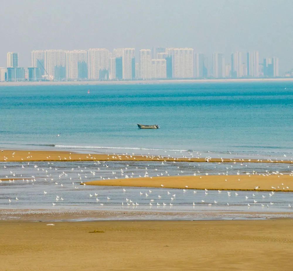 2022年12月26日,青岛,西海岸新区灵山湾海滨水清滩净,海鸥翔集