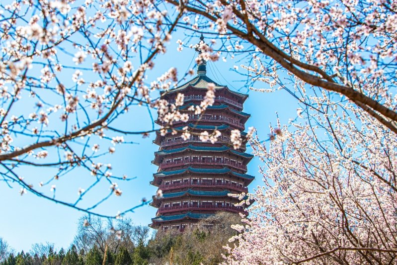 北京园博园的鹰山上团团簇簇的山桃花沿着山坡晕染开来,桃花谷内百余
