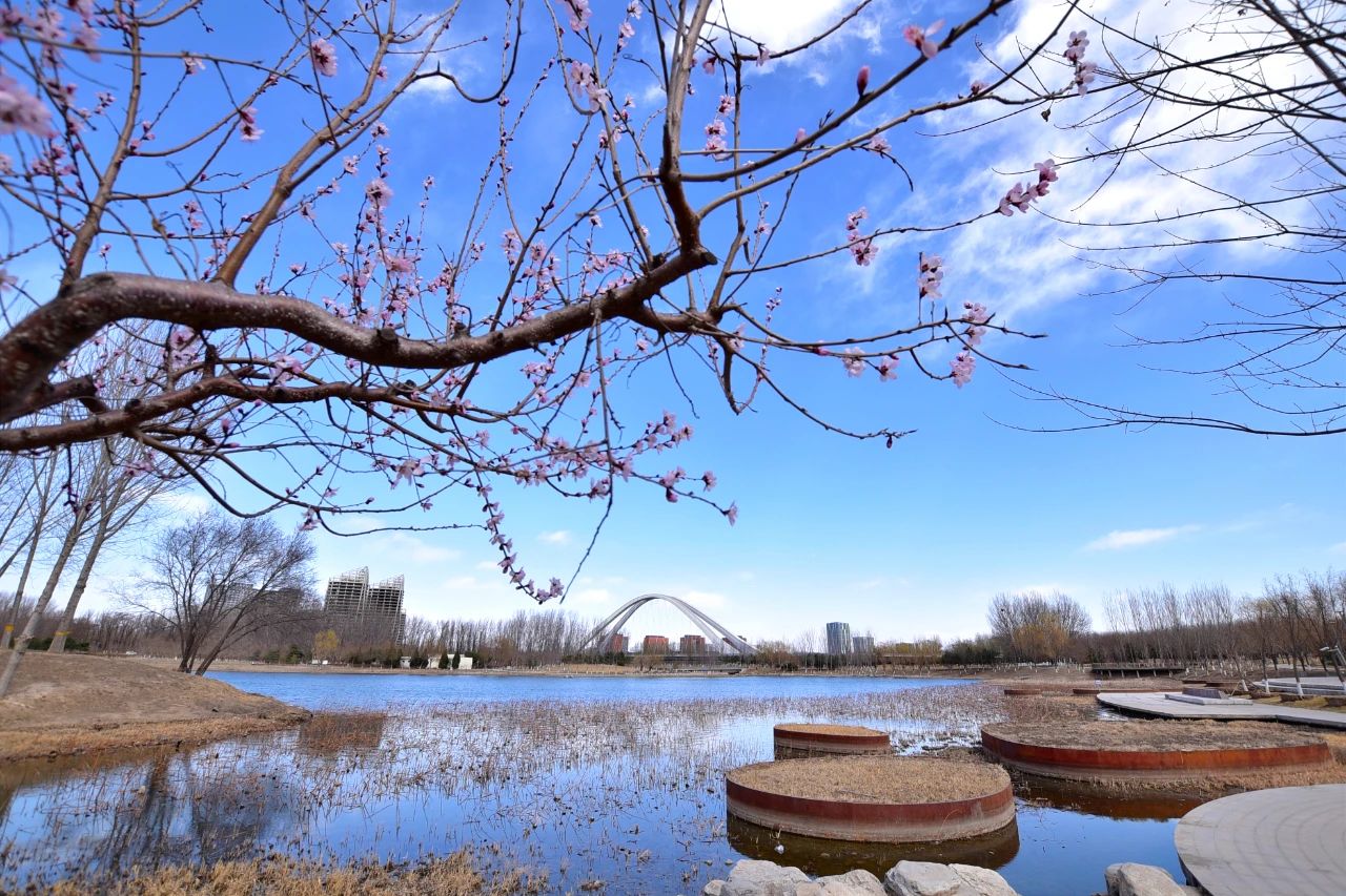 提前13天!北京已正式入春,昌平的春景藏不住啦